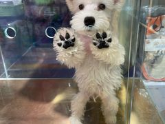 -FAELING PETS美天灵宠物(富力广场店)