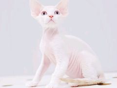 -十年猫舍·猫咪专门店(普陀店)