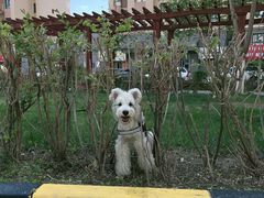 -瑞鹏动物医院宠美康(扬子江路分院)