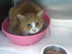 -北京恒爱动物医院(清景园分院)