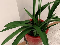 -麦悠悠·SPA·推拿(太阳山路店)