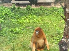 -西安秦岭野生动物园