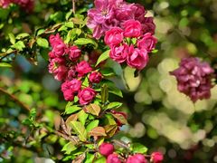 -海棠花溪(元大都城垣遗址公园)