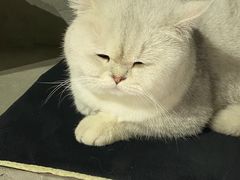 -浣熊柯尔鸭土拨鼠·电玩咖
