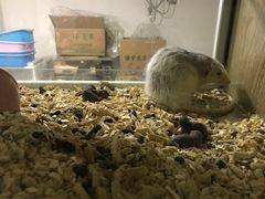 -藦茜花园宠物主题亲子互动体验馆(国顺东路店)