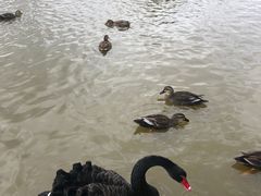 -盐城丹顶鹤湿地生态旅游区