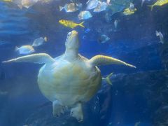 -太平洋海底世界