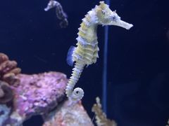 -上海海洋水族馆