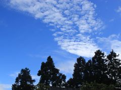 -阿里山神木遗迹