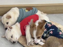 -柴犬小屋·柴餐厅·狗咖食堂(金鼎广场店)