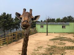 -西霞口神雕山野生动物世界