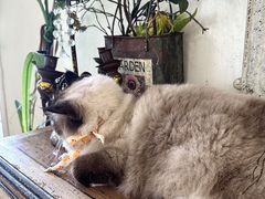 -共舞时光猫咖·狗咖(新街口店)