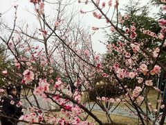 IMG_1985-白塘生态植物园