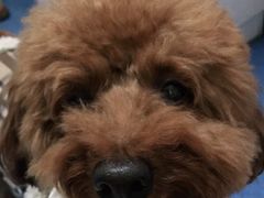 -宠颐生动物医院·心脏科·保险定点(锦阳分院)