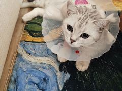-佳怡动物医院·平价24小时·猫专科骨外科