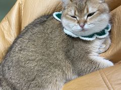 -逗柴咖啡屋·狗咖猫咖宠物桌游