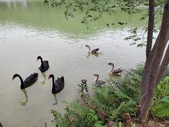 -广州白江湖森林公园