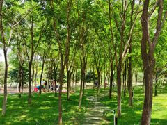 -大兴滨河森林公园