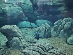 -西安曲江海洋极地公园
