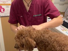 -瑞派康怡24h宠物医院·犬猫医疗中心·微创绝育(瑞景分院)