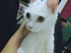 -瑞鹏宠物医院·骨科·猫科·内科(第一中心)