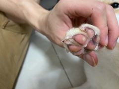 -创凡宠物医院·骨专科  猫科中心(西乡分院)