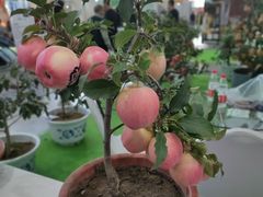 -沈阳国际会展中心管理有限公司