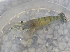 -DGE季风钓虾营地·团建·聚会