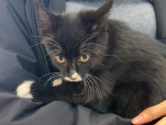 -芭比堂动物医院·CT·微创中心(新顺分院)