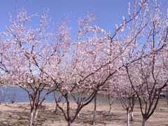 -大兴滨河森林公园