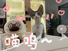 -十年猫舍·猫咪专门店(普陀店)