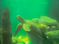 -广东惠东海龟国家级自然保护区