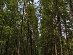 -黄海国家森林公园