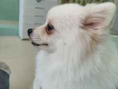 -怪兽屋·羊驼·猫咖·狗咖(俊华广场店)