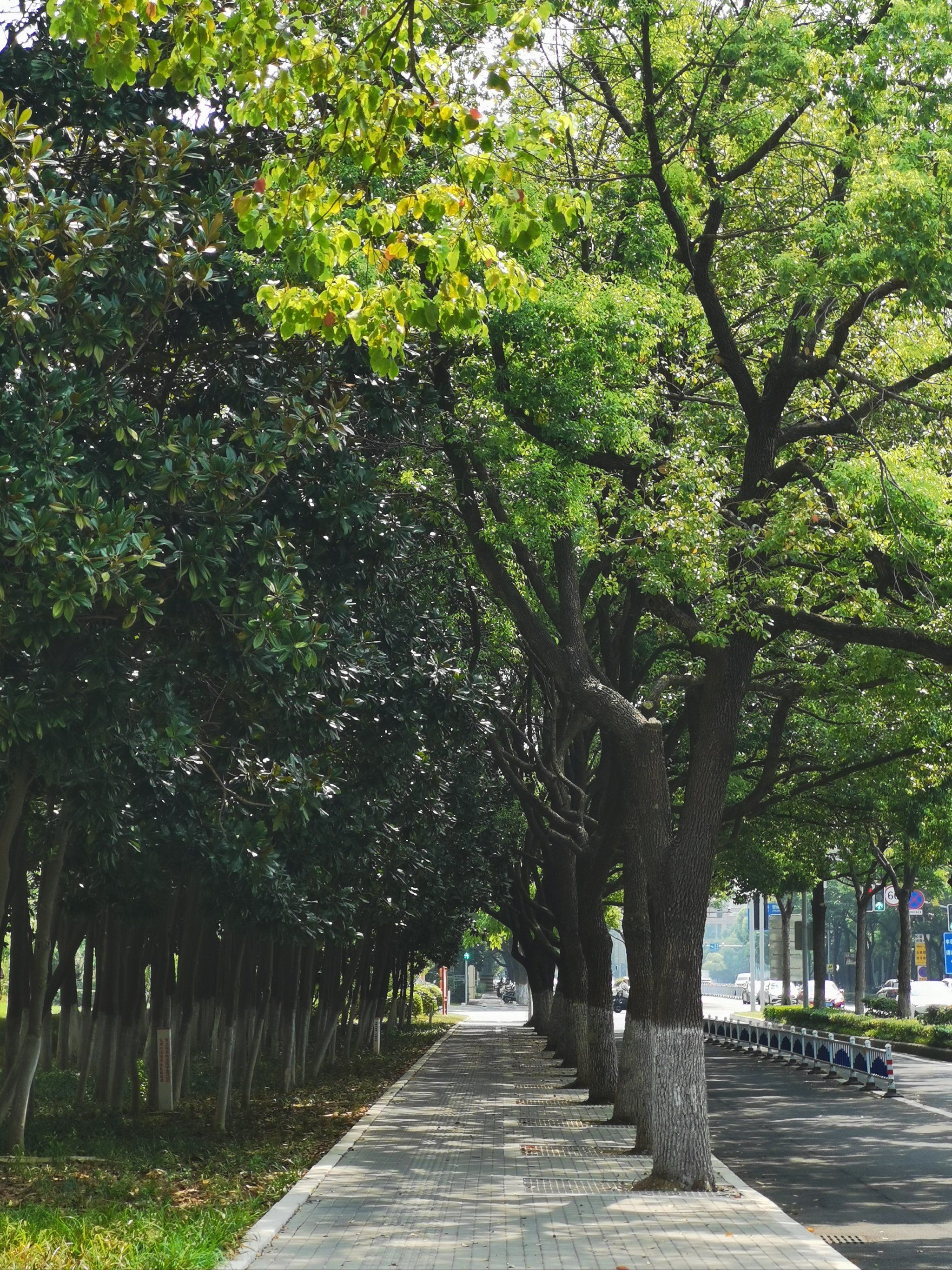 马路边的绿巨人!