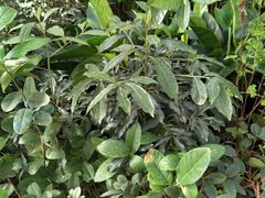-秦美花卉(天朗·莱茵小城2期店)