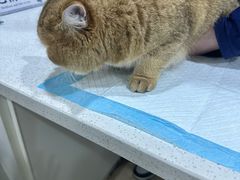 -萌兽医馆·宠物医院·猫骨科(创景店)