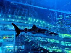 -成都浩海立方海洋公园