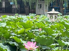 -团结湖公园