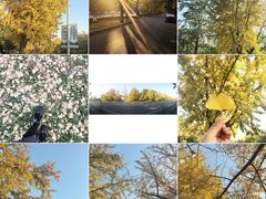 -三里屯东五街银杏大道