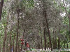 -合肥滨湖国家森林公园