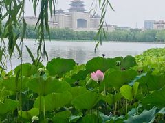 -莲花池公园