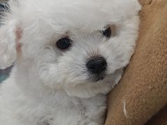 -翊宠yipet猫狗购宠庄园犬舍•猫舍