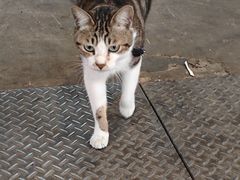 -油麻地果栏