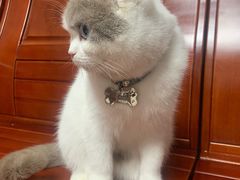 -屋虎猫馆(宝安大仟里店)