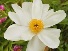 -济南国际园博园