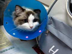 -伟伟宠物医院·CT影像中心·瑞派犬猫综合性门诊(汉口总院)