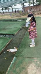 -上美四季动物农场