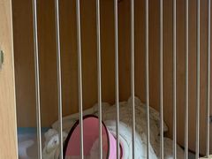 -谐和贝康宠物医院24小时·宠保定点(急重症转诊中心)