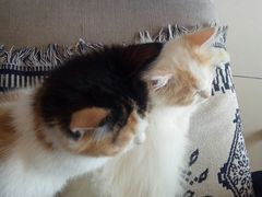 -平行世界·猫咖(首经贸店)